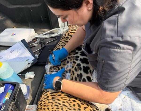 Rescata y libera Comisión de Parques y Biodiversidad a jaguar en Llera