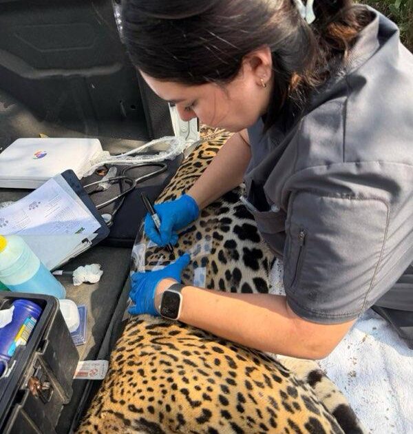 Rescata y libera Comisión de Parques y Biodiversidad a jaguar en Llera