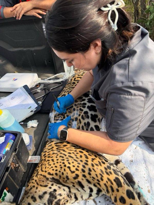 Rescata y libera Comisión de Parques y Biodiversidad a jaguar en Llera