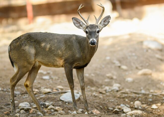 Buscan renovar experiencia del Zoológico Tamatán con nuevas especies
