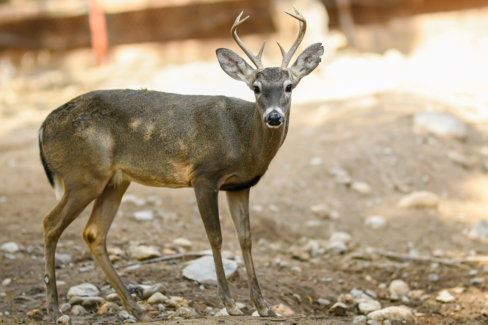 Buscan renovar experiencia del Zoológico Tamatán con nuevas especies