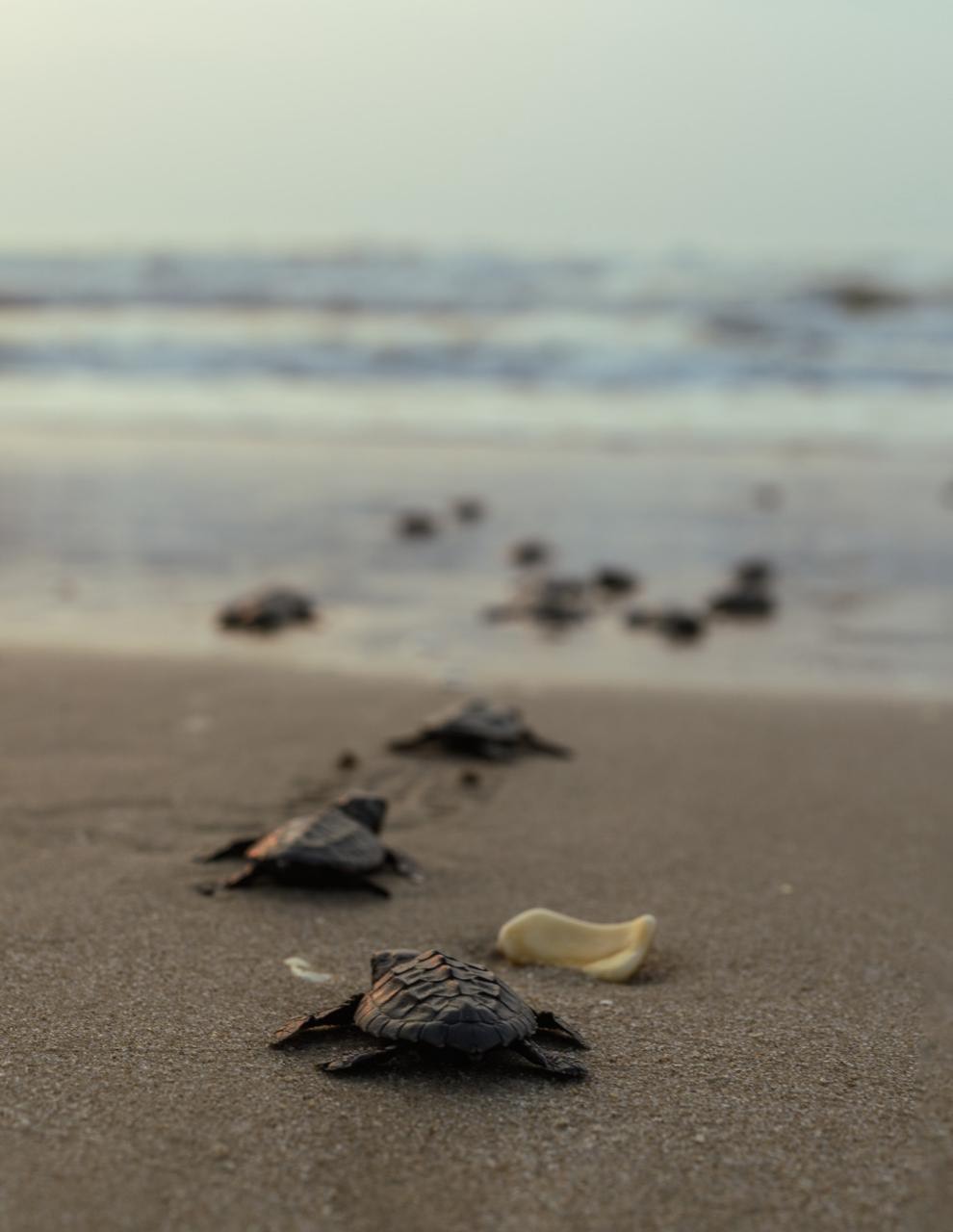 Preparan operativos en playas por arribo de tortugas durante Semana Santa