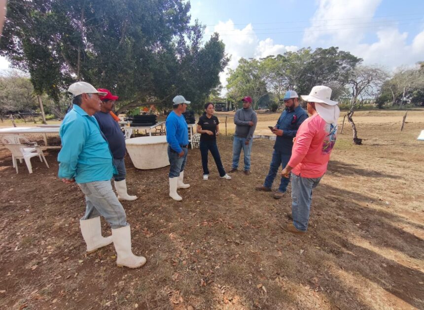 Impulsan desarrollo de granjas de ostión en Aldama y San Fernando