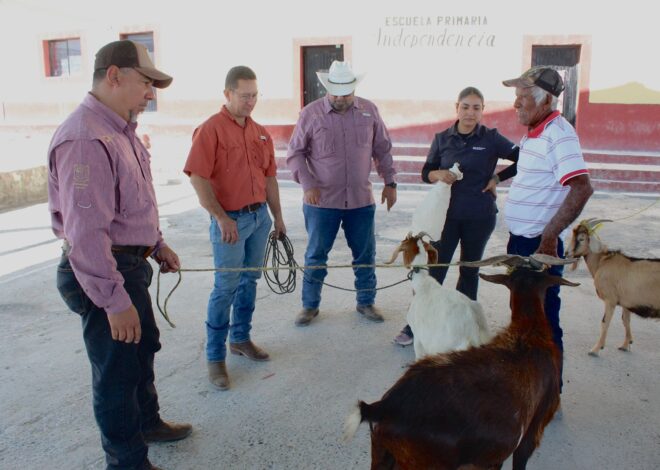 Impulsan evaluación reproductiva de sementales caprinos en Jaumave