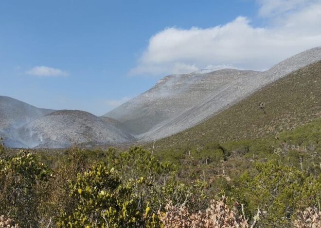Inician labores de combate en incendio forestal en el ejido Joya de Herrera, Bustamante
