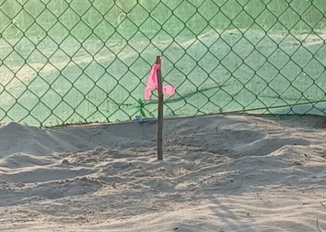 Registra Tamaulipas primera anidación de tortuga lora de la temporada 2026