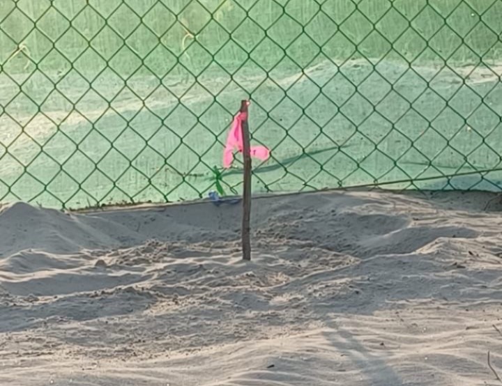 Registra Tamaulipas primera anidación de tortuga lora de la temporada 2026