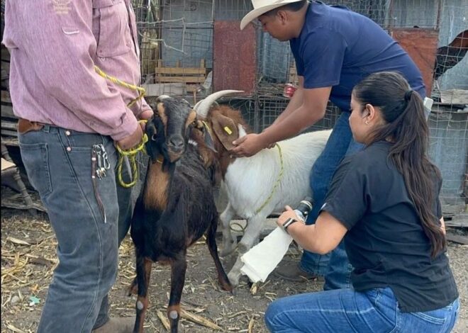 Impulsan eficiencia reproductiva del ganado caprino en Miquihuana
