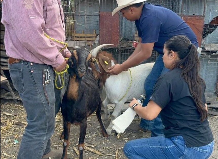 Impulsan eficiencia reproductiva del ganado caprino en Miquihuana