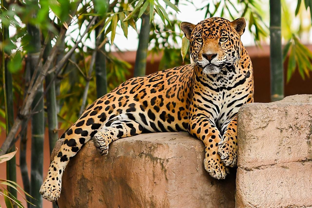 Recibe Zoológico Tamatán a familias con espacios renovados