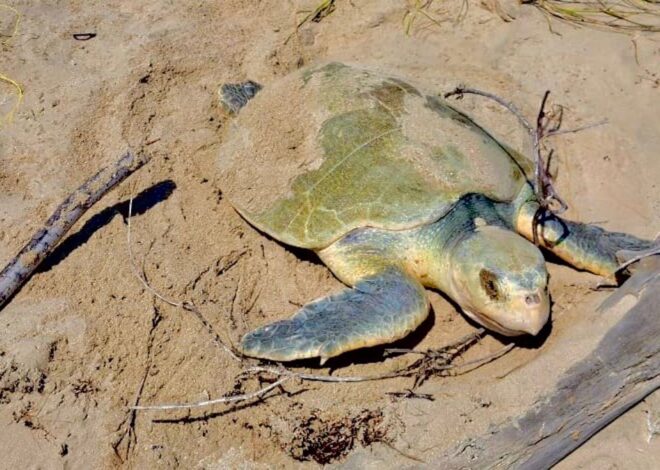 Intensifica Tamaulipas monitoreo y resguardo de nidos de tortuga lora