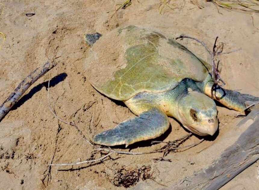 Intensifica Tamaulipas monitoreo y resguardo de nidos de tortuga lora