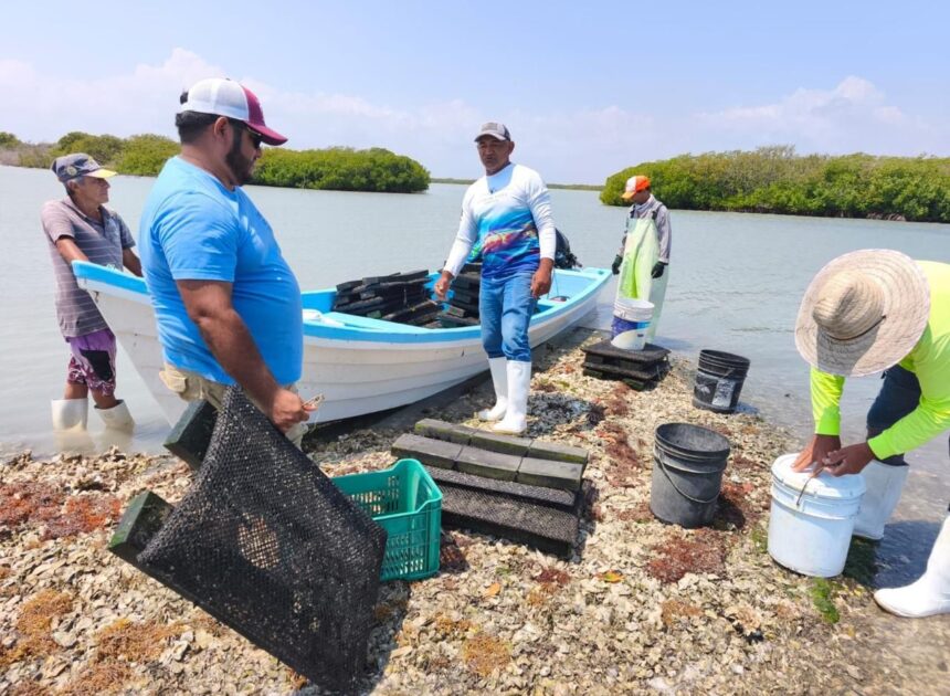 Refuerzan acciones para el crecimiento sostenible del ostión en Aldama