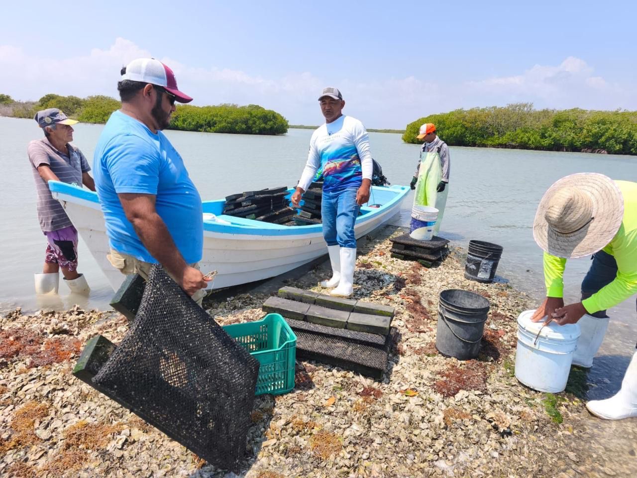 Refuerzan acciones para el crecimiento sostenible del ostión en Aldama