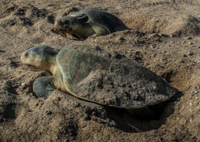 Avanza temporada de anidación de tortuga lora; suman más de 16 mil huevos protegidos