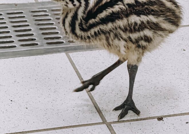 Nacen ejemplares de emú en el Zoológico Tamatán