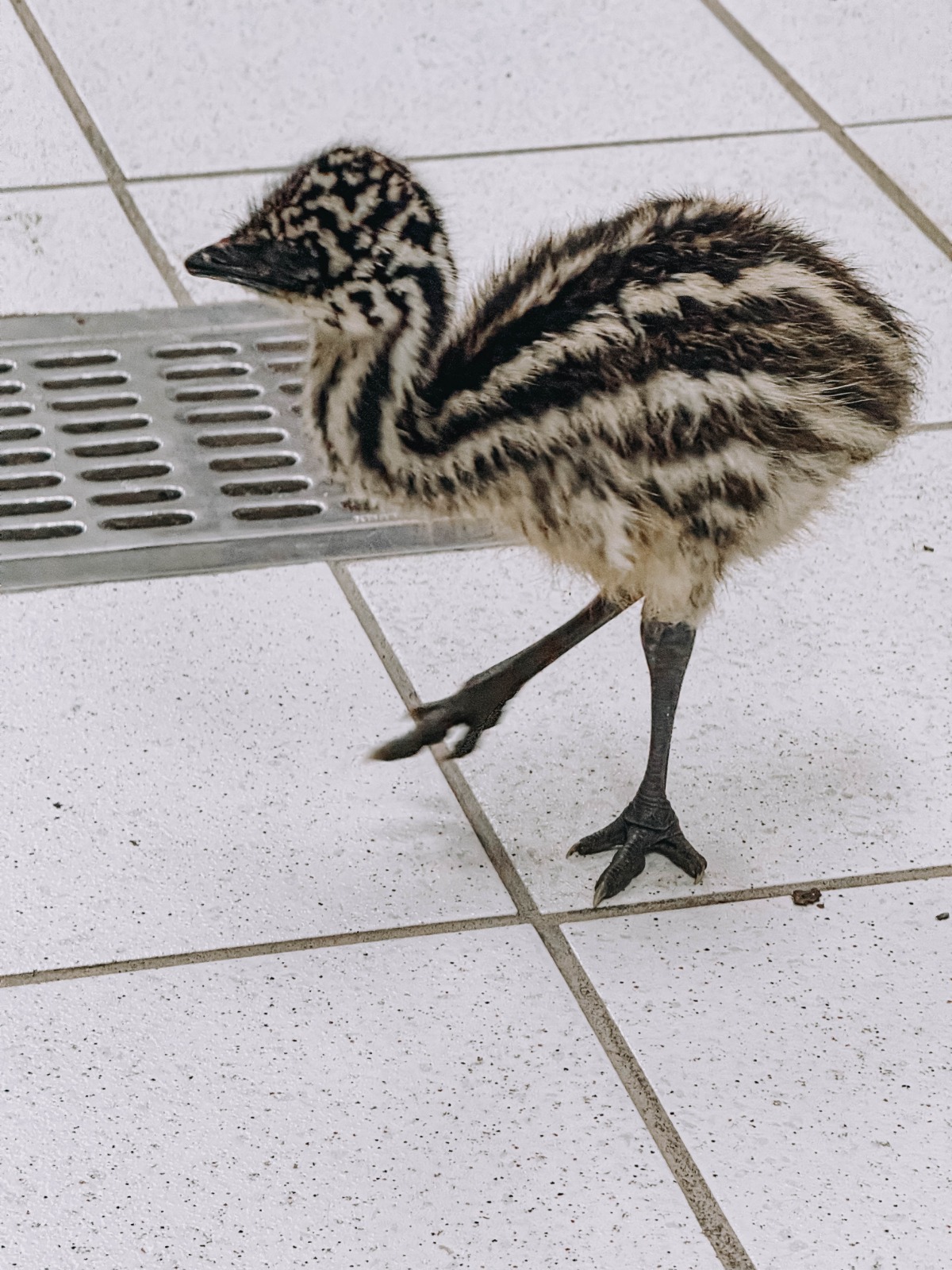 Nacen ejemplares de emú en el Zoológico Tamatán