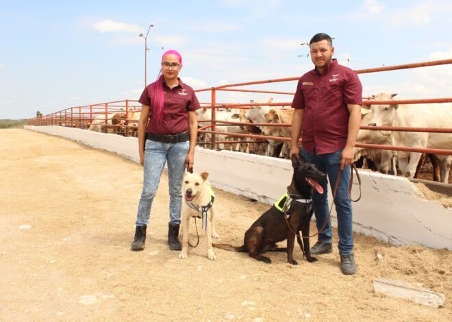 Avanza Tamaulipas en control del gusano barrenador con apoyo de binomios caninos
