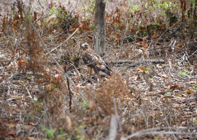 ¡Vuelven a la vida silvestre! Tamaulipas libera especies tras rehabilitación especializada