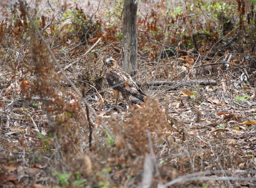 ¡Vuelven a la vida silvestre! Tamaulipas libera especies tras rehabilitación especializada