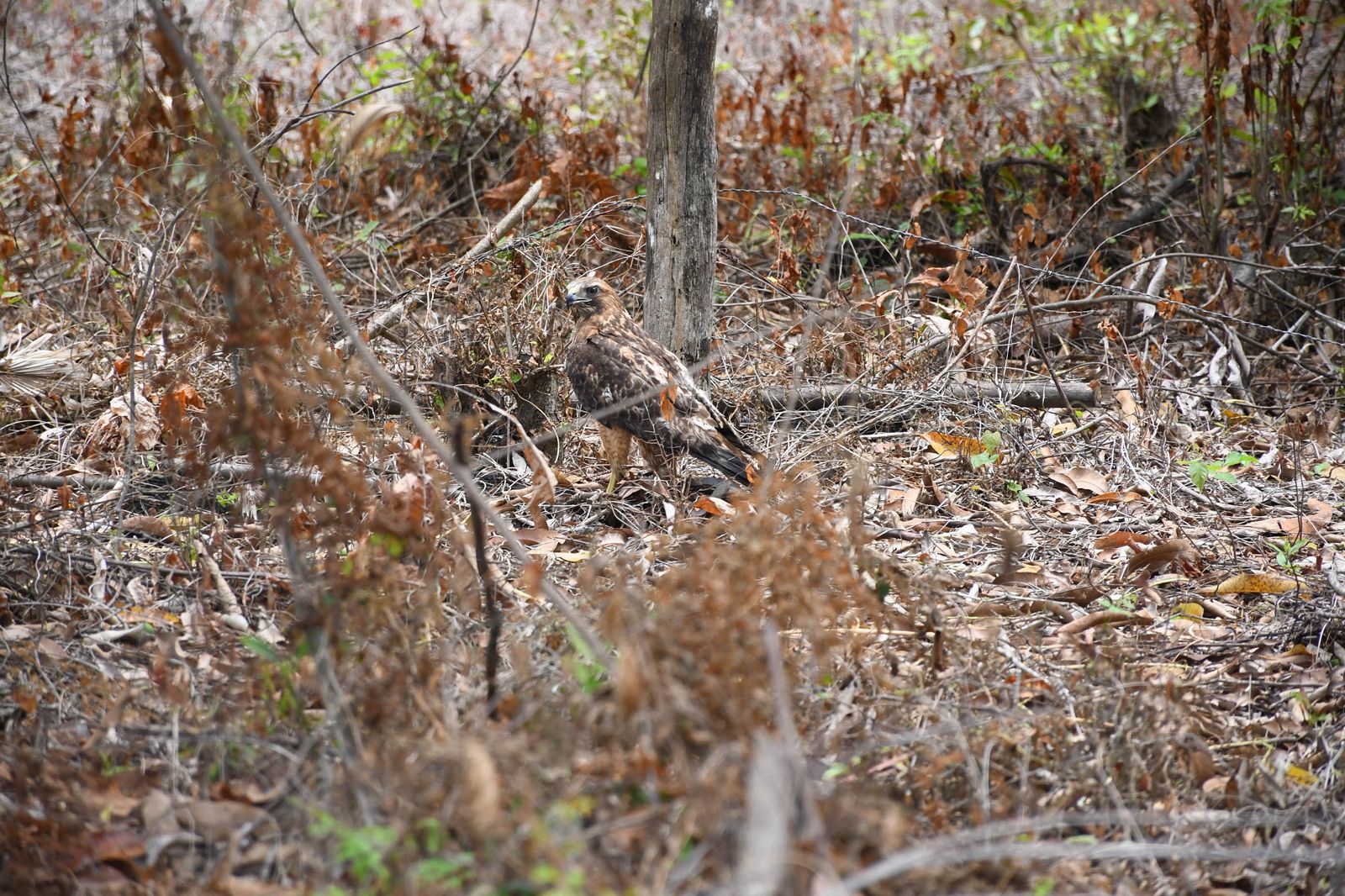 ¡Vuelven a la vida silvestre! Tamaulipas libera especies tras rehabilitación especializada