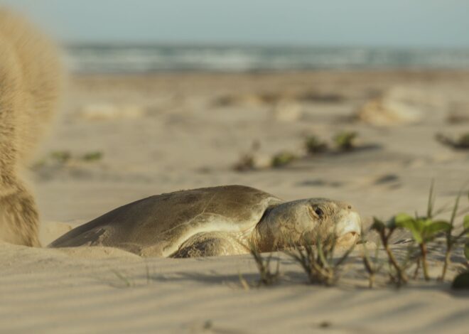 Continúa temporada de anidación de tortuga lora; se resguardan más de 28 mil huevos