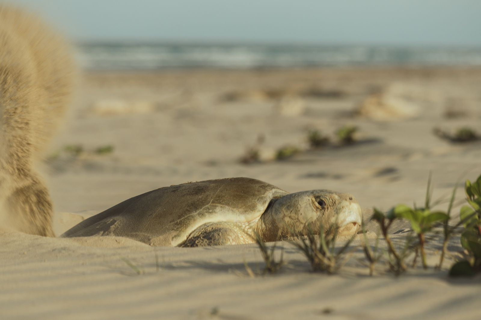 Continúa temporada de anidación de tortuga lora; se resguardan más de 28 mil huevos