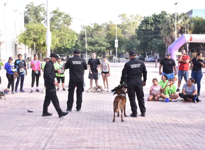 Con más de tres mil acciones operativas y de proximidad, el Agrupamiento Canino de la Guardia Estatal fortalece la prevención y combate al delito en Tamaulipas