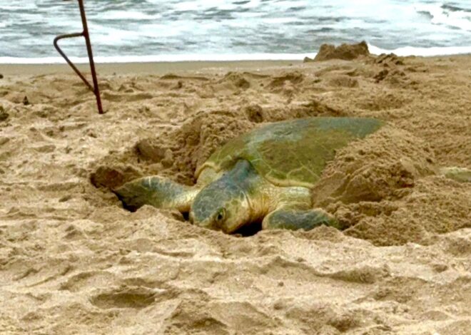 Registra Tamaulipas más de 207 mil huevos de tortuga lora en temporada 2026