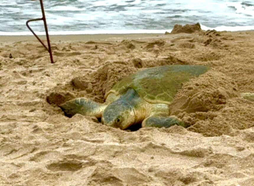 Registra Tamaulipas más de 207 mil huevos de tortuga lora en temporada 2026