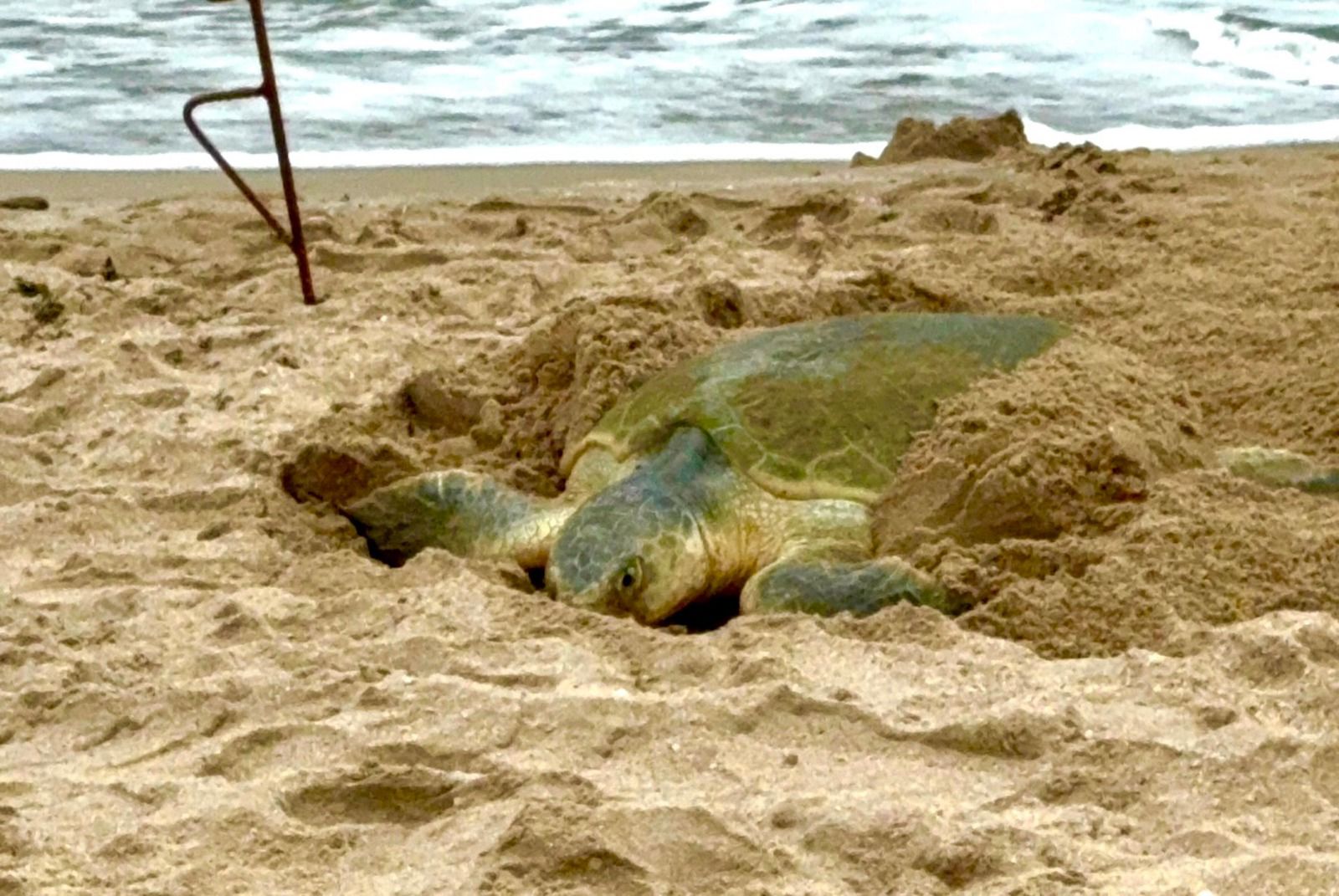 Registra Tamaulipas más de 207 mil huevos de tortuga lora en temporada 2026