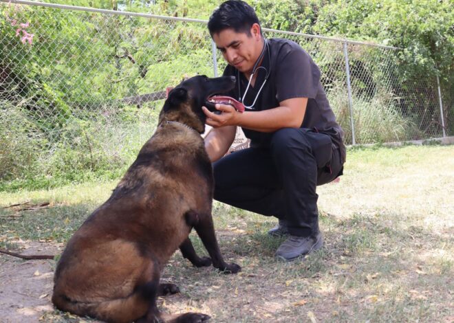 Redobla SSPT medidas de protección a elementos caninos de la Guardia Estatal ante altas temperaturas
