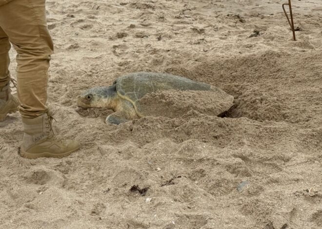 Supera Tamaulipas los 222 mil huevos de tortuga lora protegidos