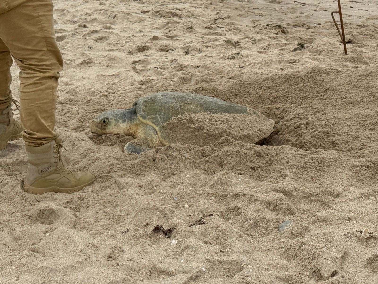 Supera Tamaulipas los 222 mil huevos de tortuga lora protegidos
