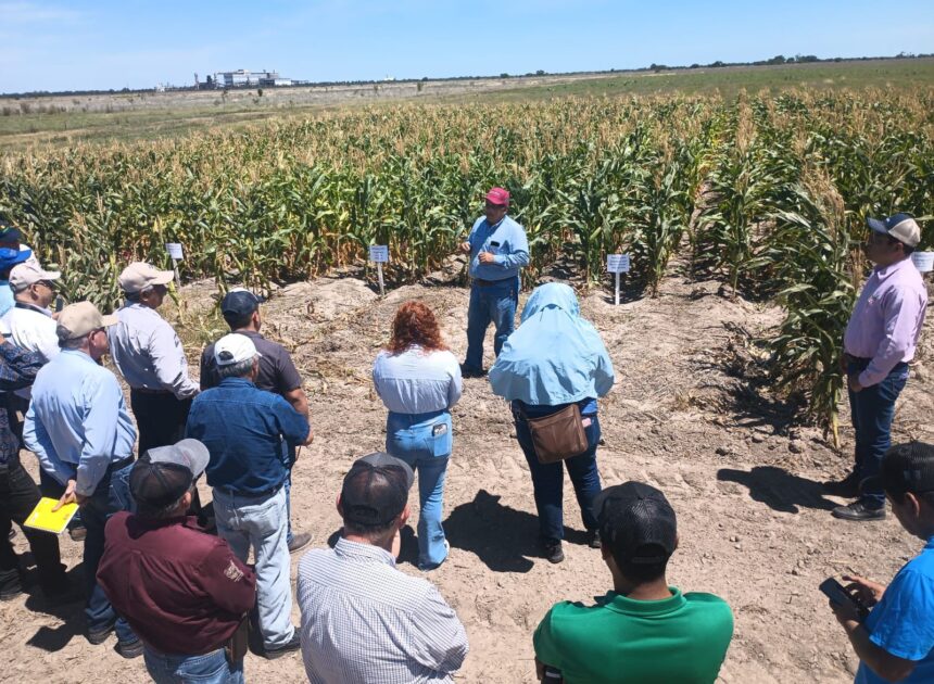 Promueven uso de residuos orgánicos para fortalecer la productividad agrícola