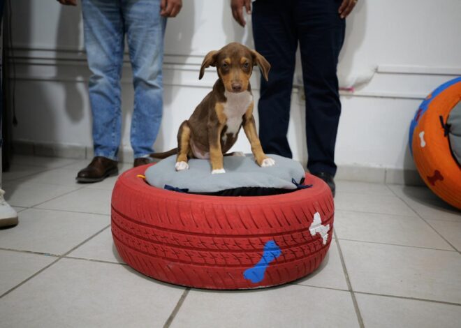 Adolescentes en conflicto con la Ley Penal elaboran y donan camas para mascotas con material reciclado