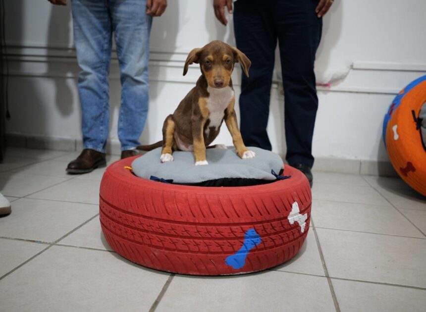 Adolescentes en conflicto con la Ley Penal elaboran y donan camas para mascotas con material reciclado