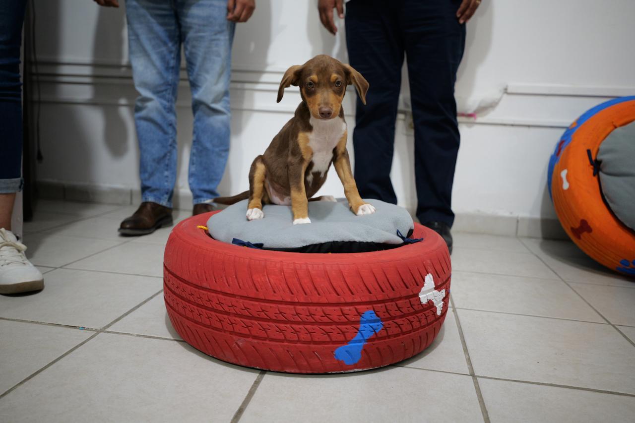 Adolescentes en conflicto con la Ley Penal elaboran y donan camas para mascotas con material reciclado
