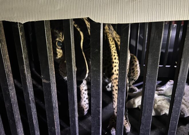 Brindan atención especializada a felino silvestre rescatado en la zona serrana de Tamaulipas