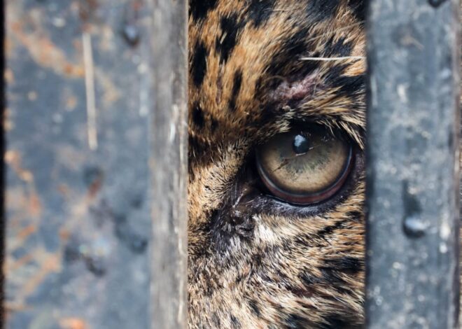 Libera Tamaulipas a jaguar rescatado tras recibir atención médica especializada