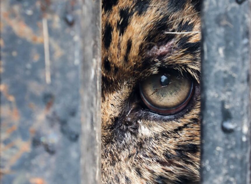 Libera Tamaulipas a jaguar rescatado tras recibir atención médica especializada