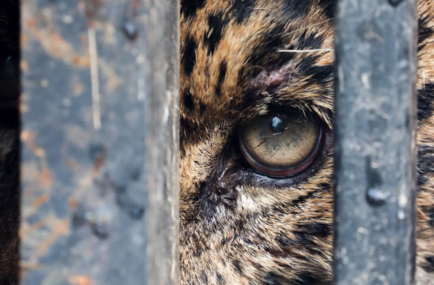 Libera Tamaulipas a jaguar rescatado tras recibir atención médica especializada