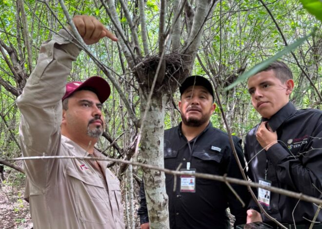 Refuerza Tamaulipas la vigilancia para proteger a la paloma ala blanca