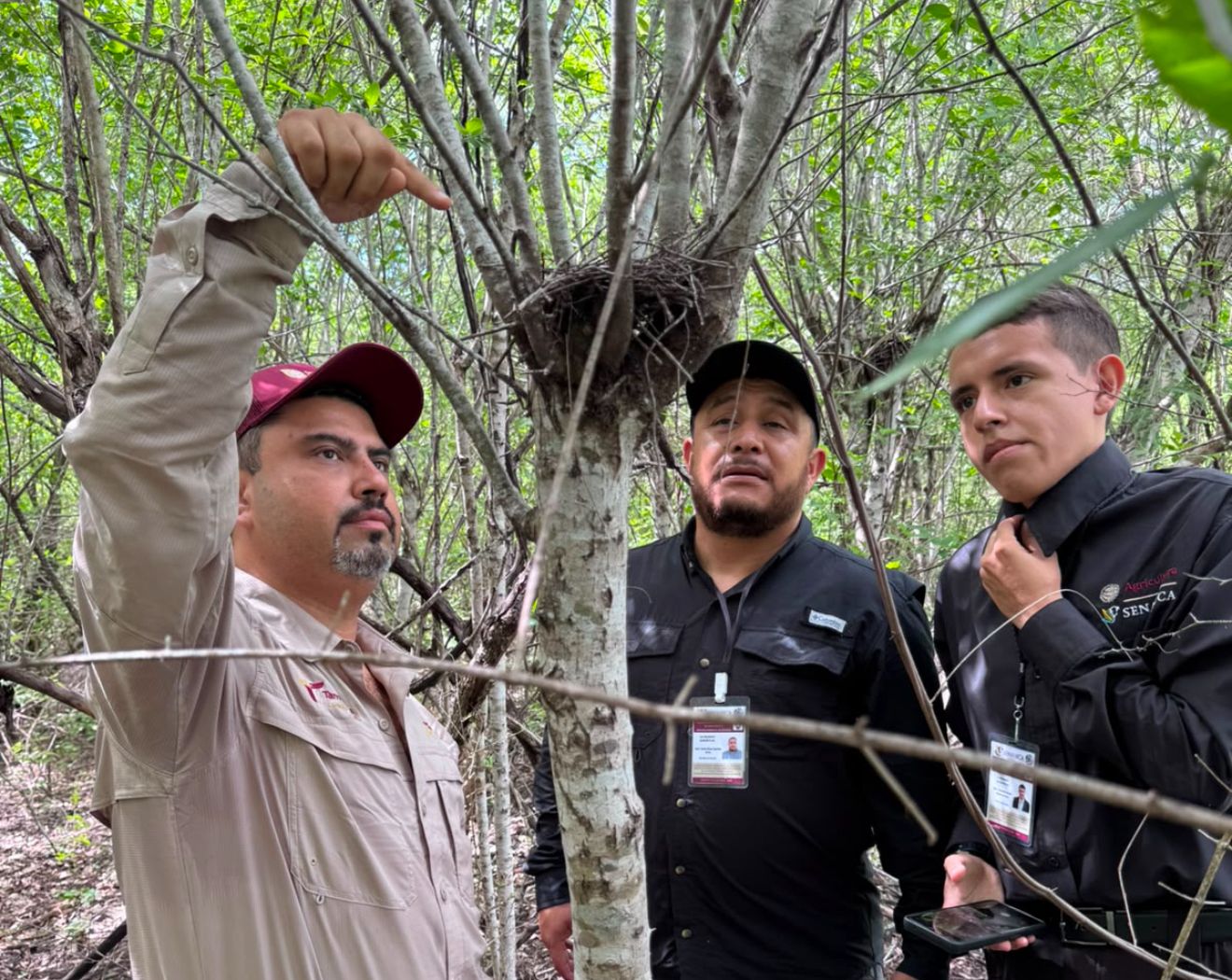 Refuerza Tamaulipas la vigilancia para proteger a la paloma ala blanca