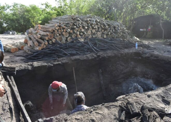 Lidera Tamaulipas la producción nacional de carbón vegetal