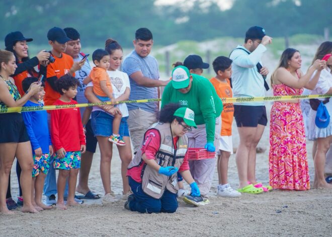 Disfrutan liberación de crías de tortuga lora en Playa Miramar