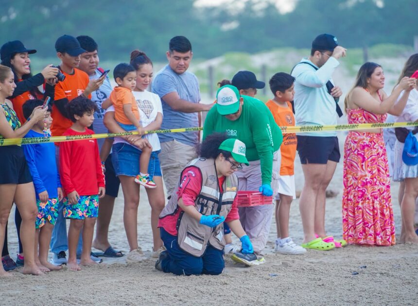 Disfrutan liberación de crías de tortuga lora en Playa Miramar