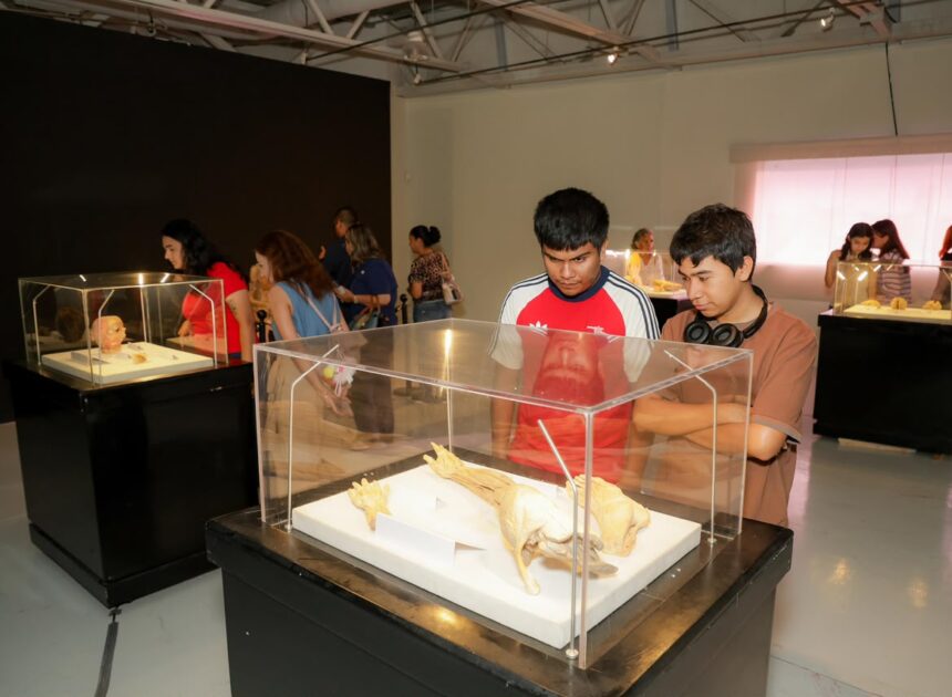 Mónica Villarreal amplía la oferta turística de Tampico con la Exposición ‘Bodies’